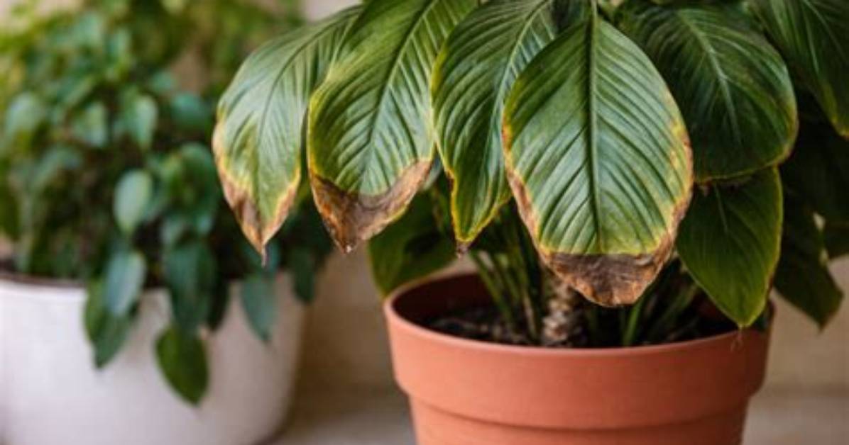 Why Are My Indoor Plants Turning Brown?