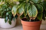 Why Are My Indoor Plants Turning Brown?