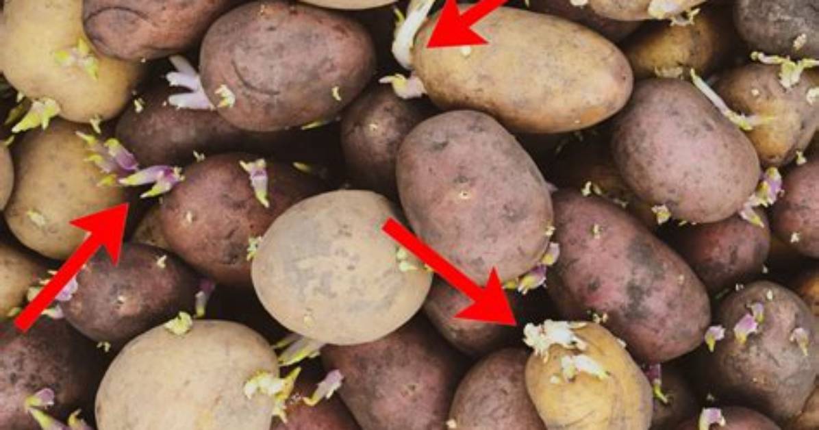 Why Are My Potatoes Not Chitting?