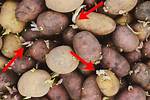 Why Are My Potatoes Not Chitting?