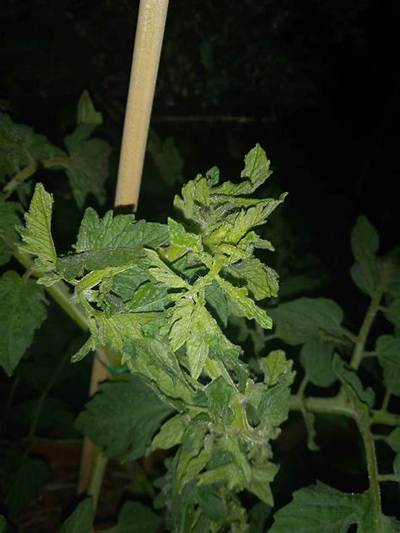 Why Are My Tomato Branches Twisting?
