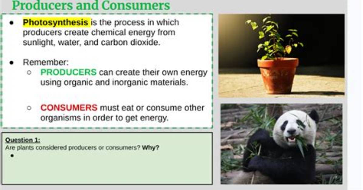 Why Are Plants Considered Producers