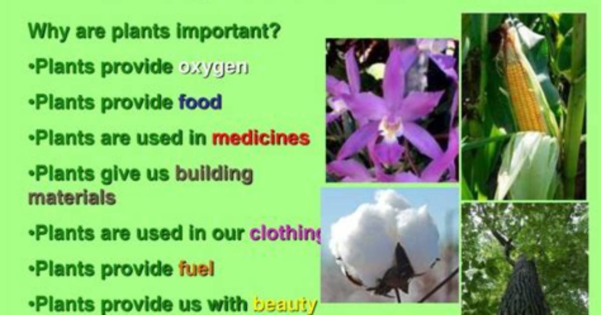 Why Are Plants Important to Animals