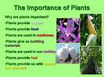 Why Are Plants Important to Animals