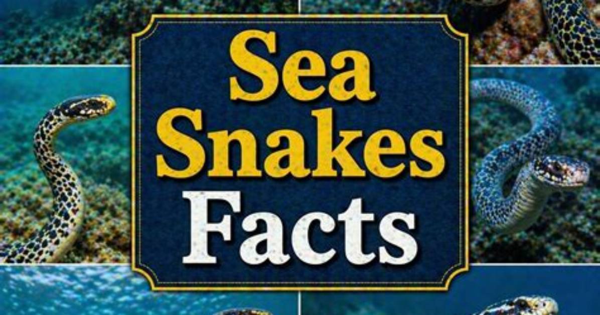 Why Are Sea Snakes Not Aggressive?