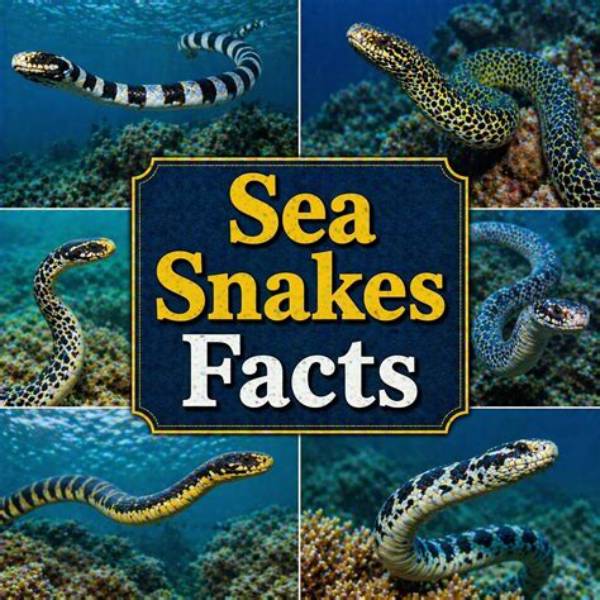 Why Are Sea Snakes Not Aggressive?