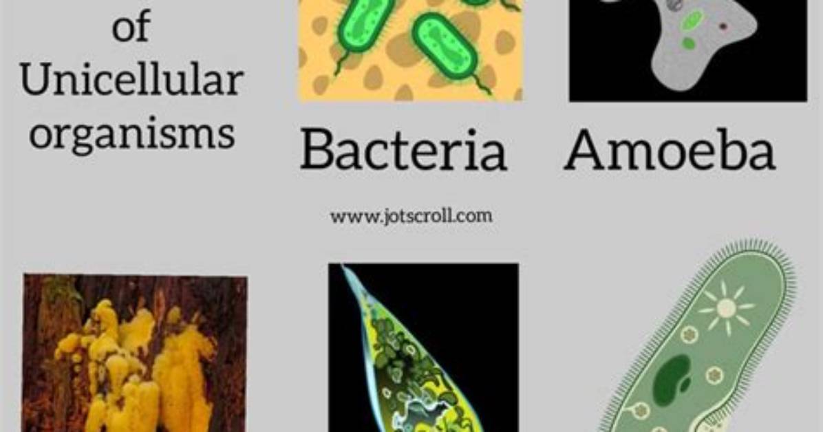 Why Are Single Celled Organisms So Small?