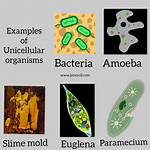 Why Are Single Celled Organisms So Small?