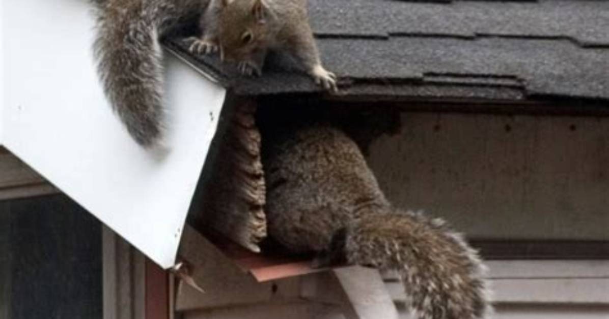 Why Are Squirrels in My Attic?