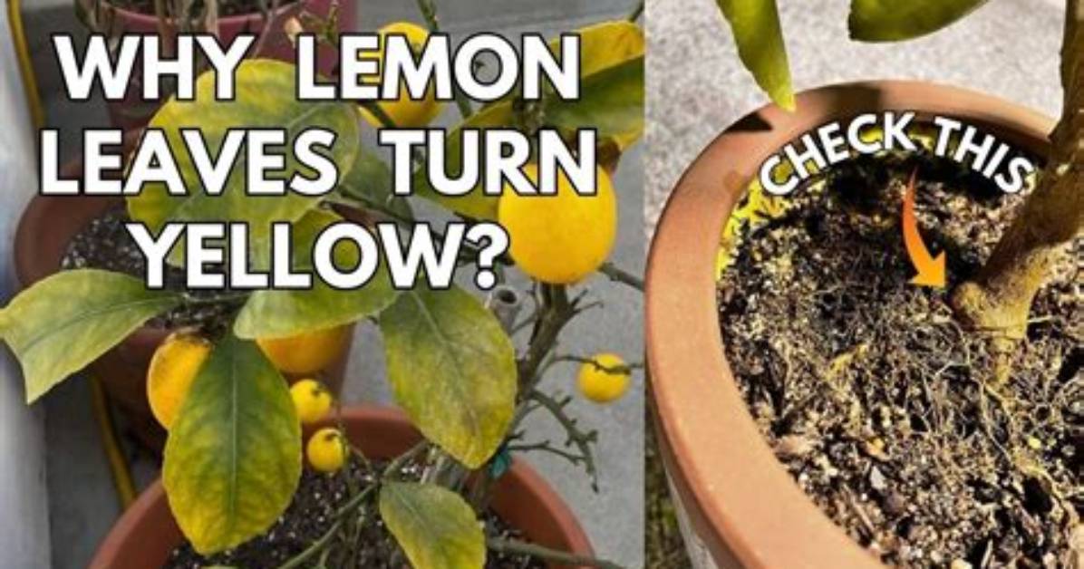 Why Are the Leaves on My Lemon Tree Turning Yellow?