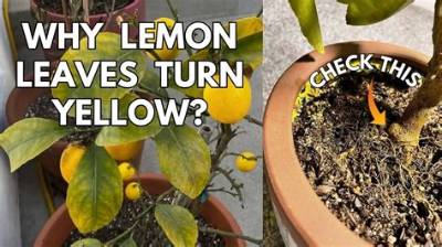 Why Are the Leaves on My Lemon Tree Turning Yellow?