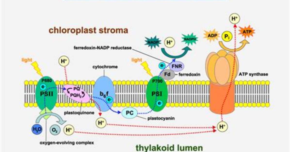 Why Are the Light Dependent Reactions Important to the Calvin Cycle