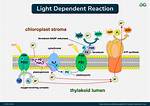 Why Are the Light Dependent Reactions Important to the Calvin Cycle