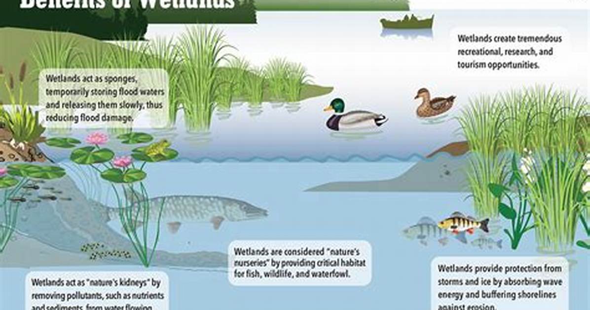 Why Are the Wetlands Important
