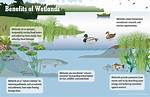 Why Are the Wetlands Important
