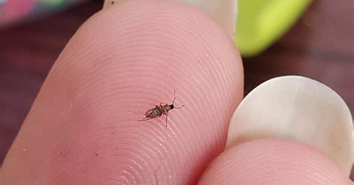 Why Are There Little Bugs in My Freezer?