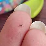 Why Are There Little Bugs in My Freezer?