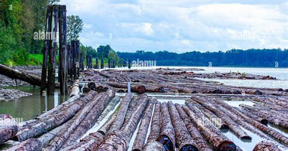 Why Are There Logs in the River?