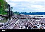 Why Are There Logs in the River?