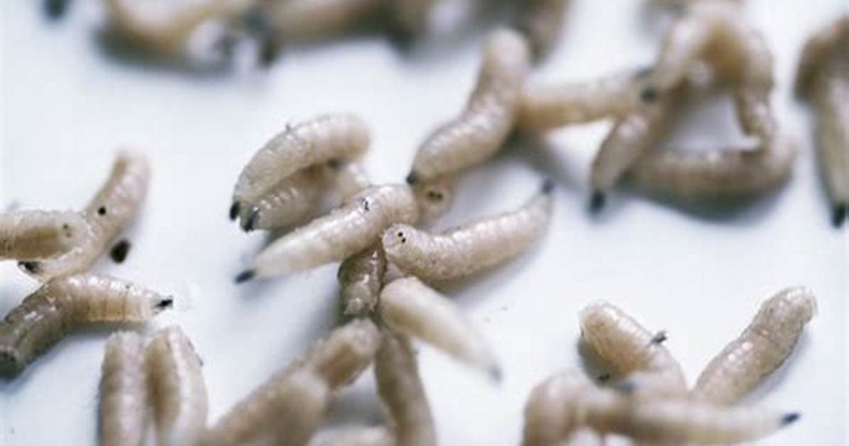 Why Are There Maggots in My Bathtub?