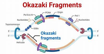 Why Are There No Okazaki Fragments on the Leading Strand?