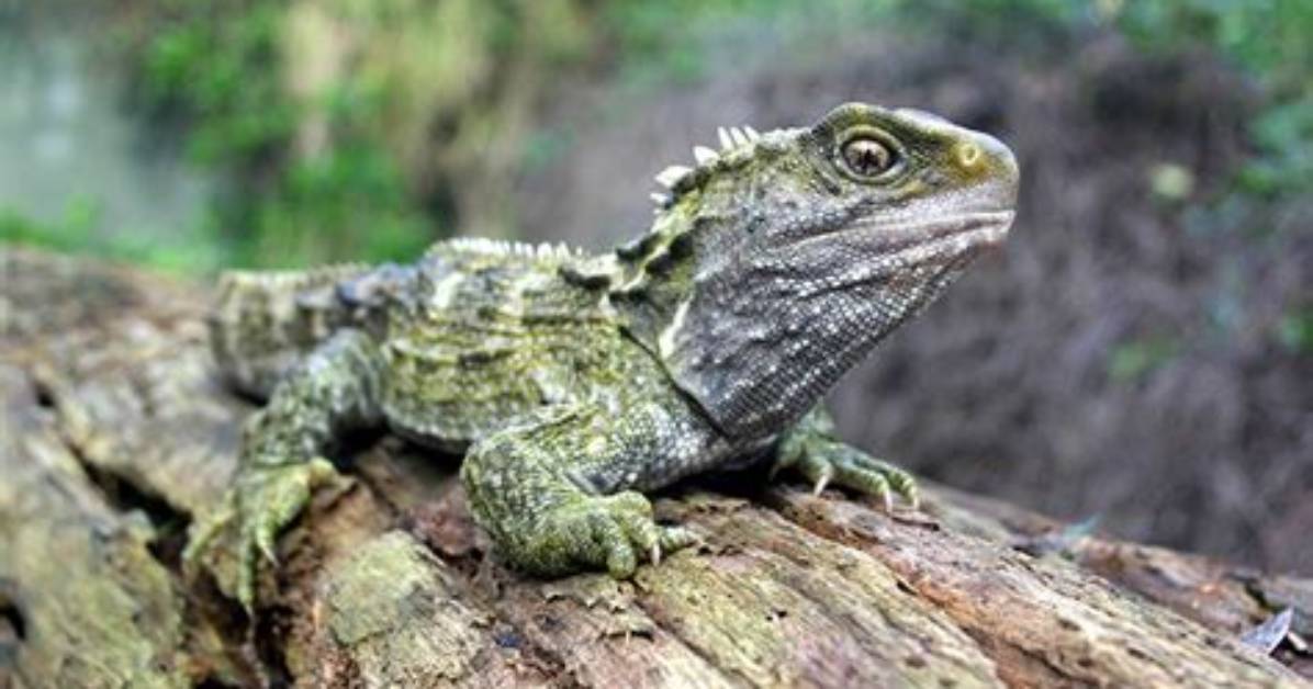 Why Are Tuataras Rarely Seen in the Wild?