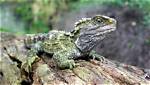 Why Are Tuataras Rarely Seen in the Wild?