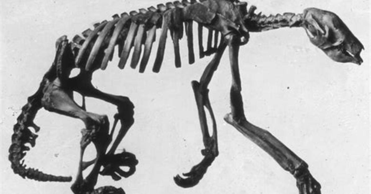 Why Aren't Sloths Extinct - Lisbd-Net. Com