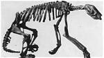 Why Aren't Sloths Extinct - Lisbd-Net. Com