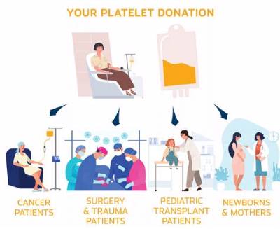 Why Can't Females Donate Platelets?