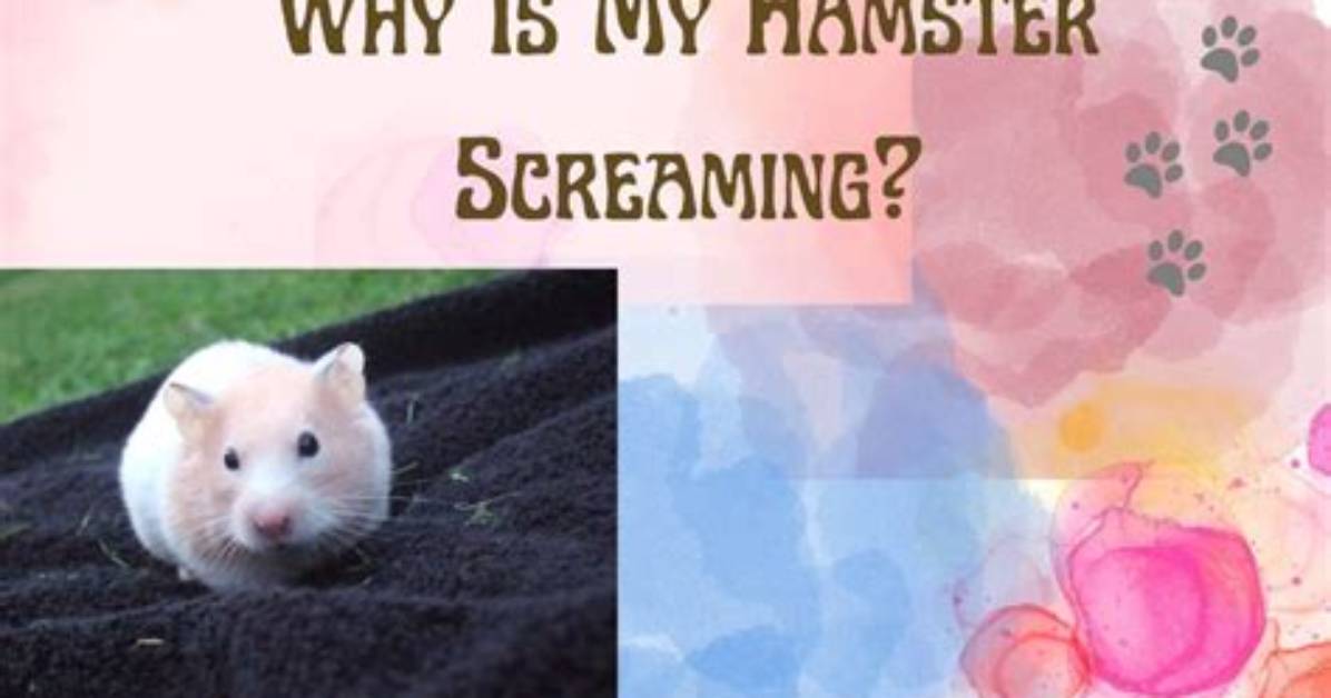 Why Did My Hamster Scream?