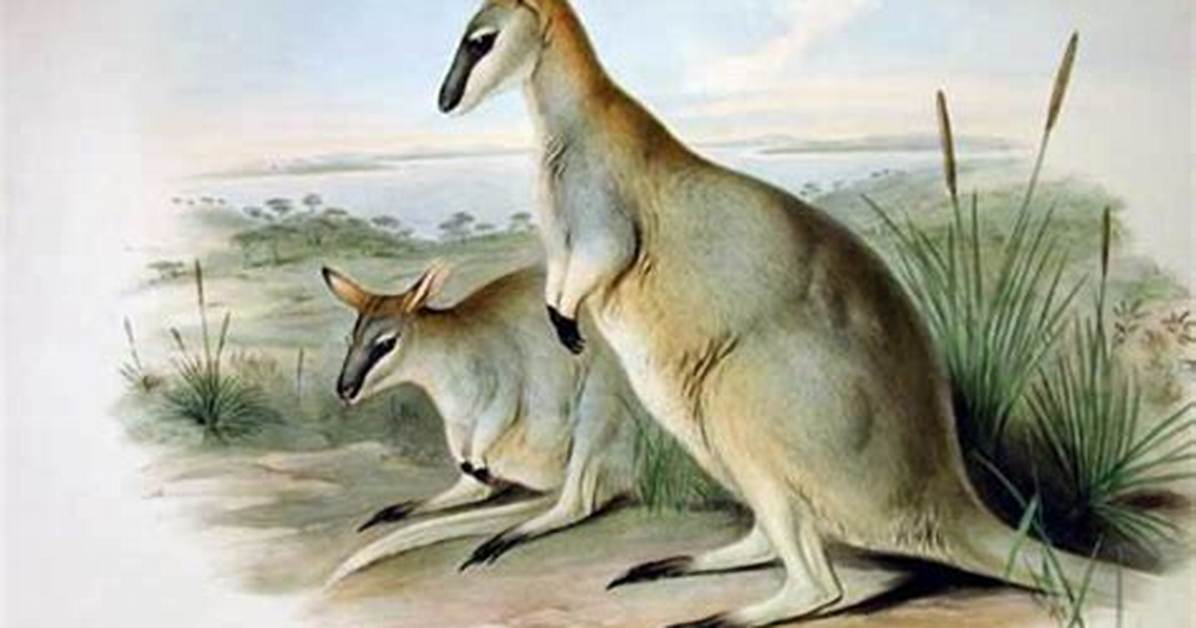 Why Did the Toolache Wallaby Become Extinct?