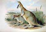 Why Did the Toolache Wallaby Become Extinct?