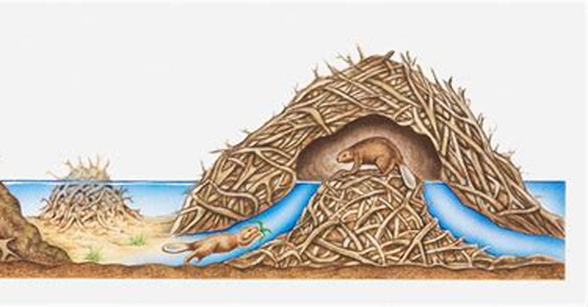 Why Do Beavers Make Dams?