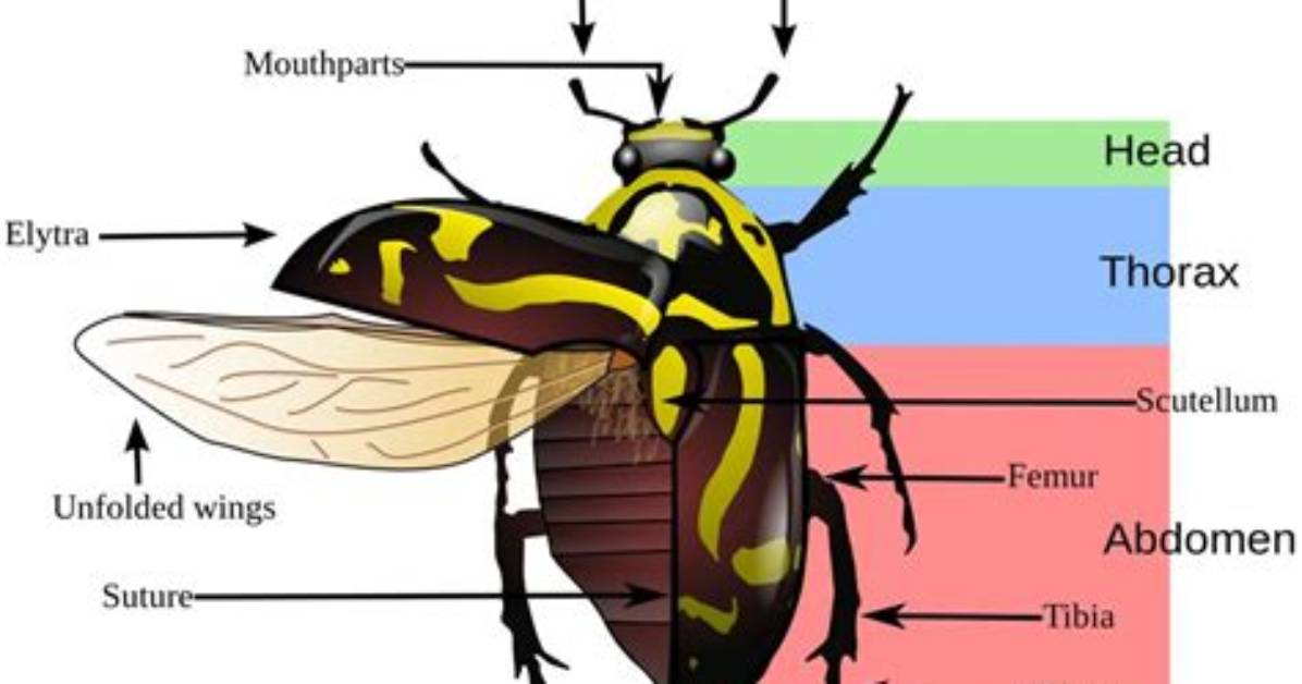 Why Do Beetles Have Elytra?