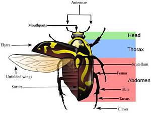 Why Do Beetles Have Elytra?