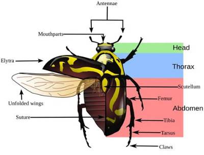 Why Do Beetles Have Elytra?