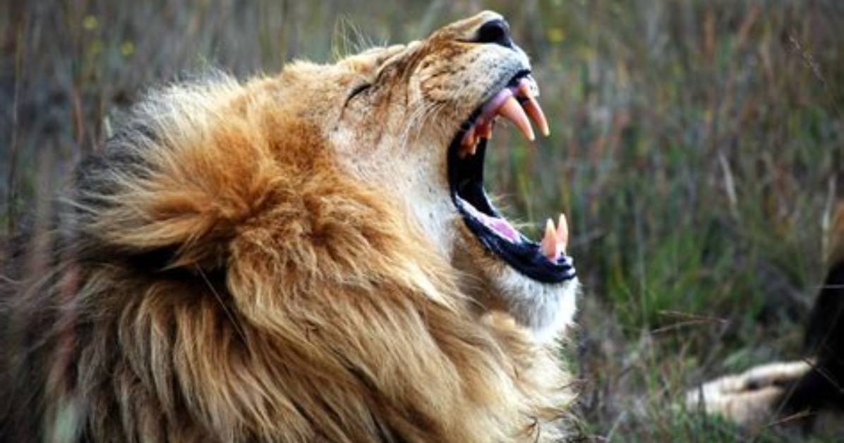 Why Do Big Cats Roar?