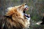 Why Do Big Cats Roar?