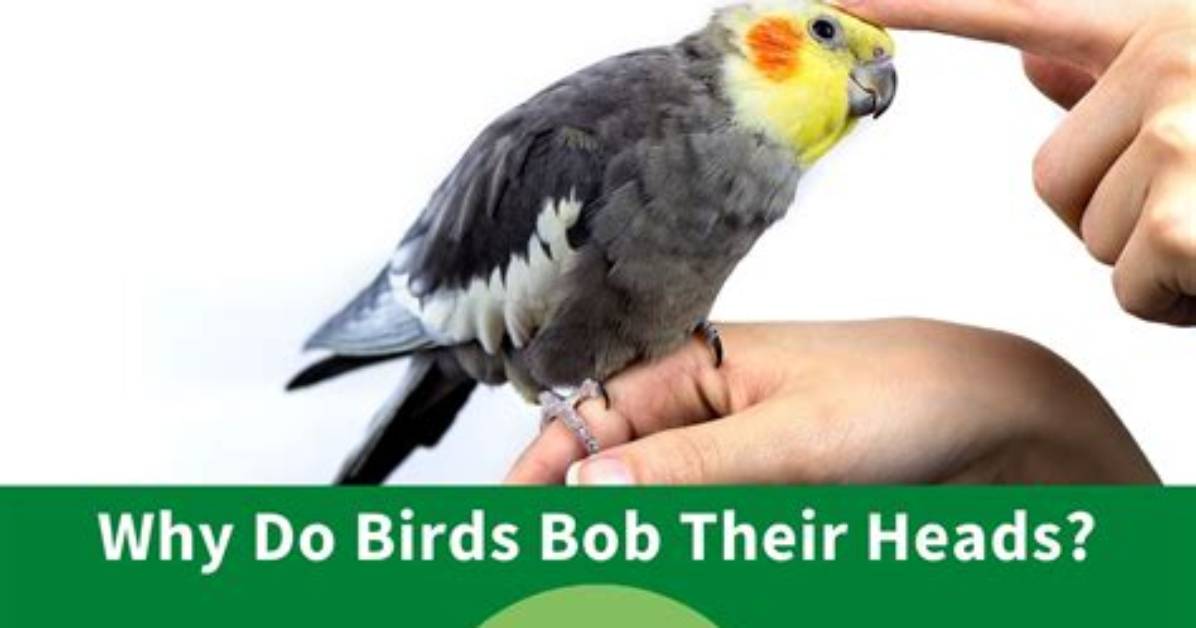 Why Do Birds Bob Their Heads up and Down