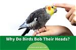Why Do Birds Bob Their Heads up and Down