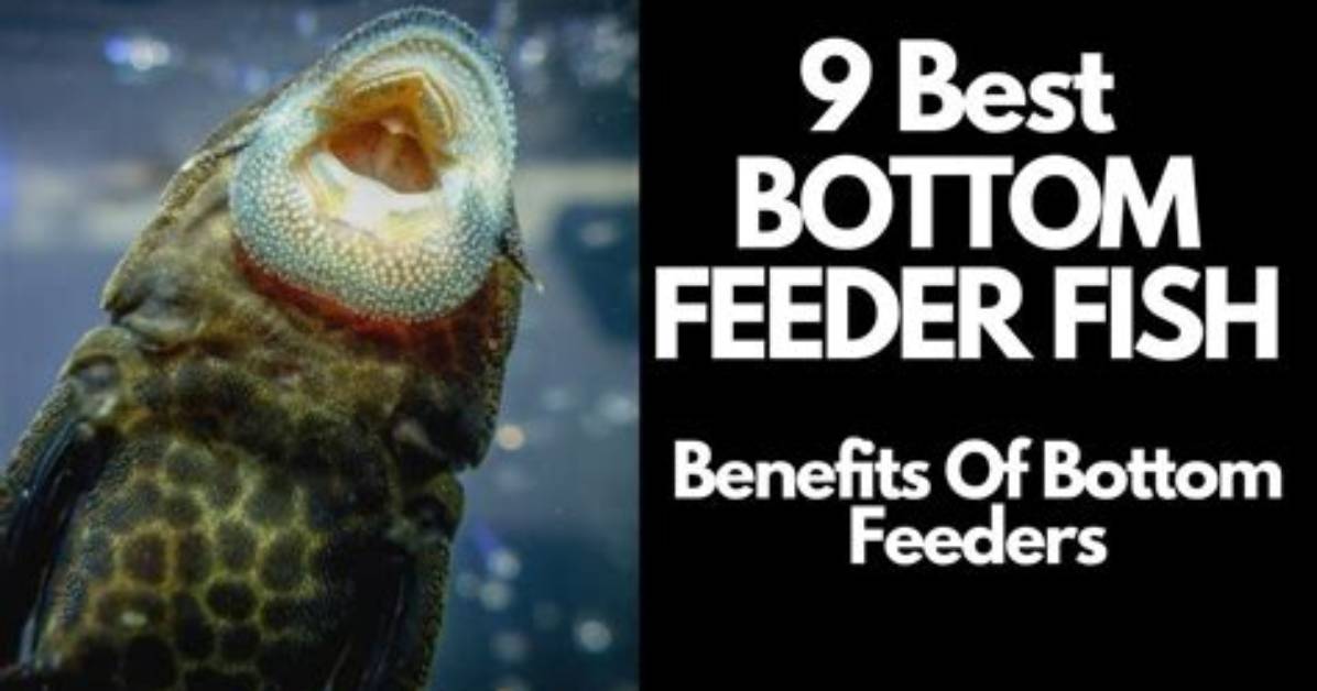 Why Do Bottom Feed