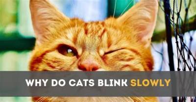 Why Do Cats Blink When You Talk to Them?