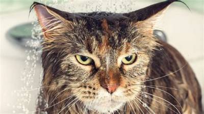 Why Do Cats Hate Getting Wet?