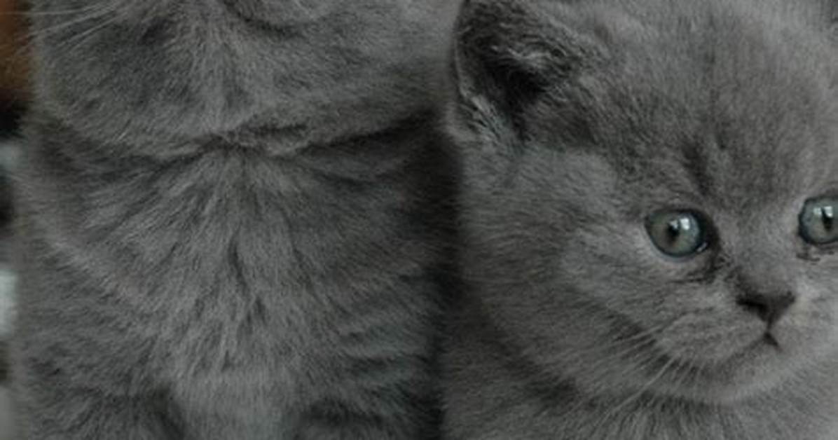 Why Do Cats Headbutt?