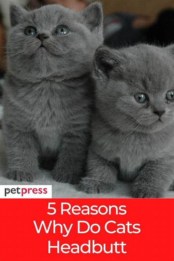 Why Do Cats Headbutt?