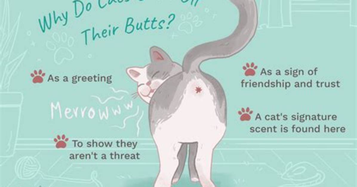 Why Do Cats Put Their Bum up When You Stroke Them?