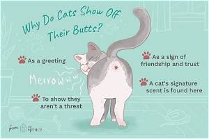 Why Do Cats Put Their Bum up When You Stroke Them?