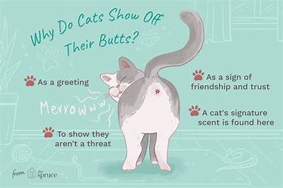 Why Do Cats Put Their Bum up When You Stroke Them?