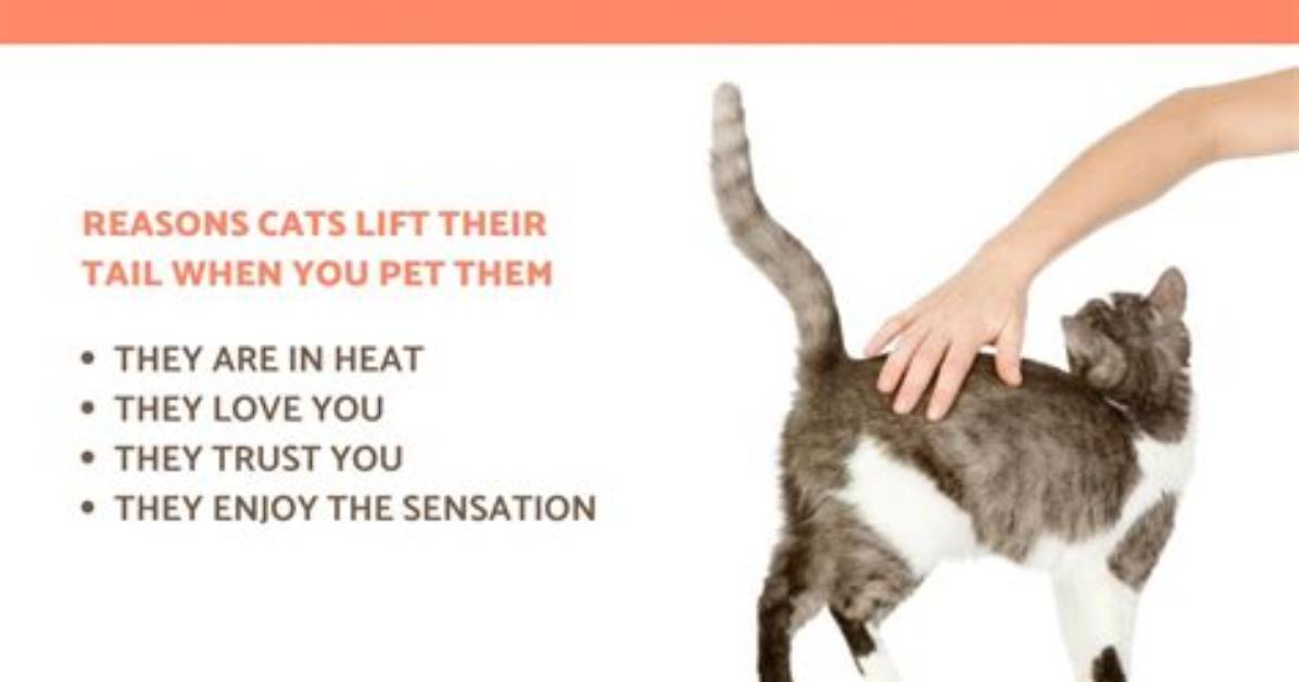 Why Do Cats Raise Their Butts When You Pet Them?